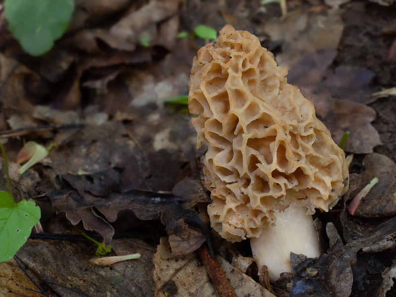 Morchella esculenta